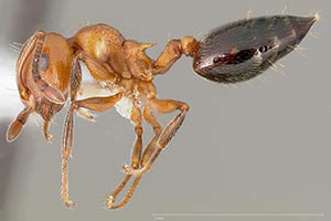 Acrobat Ant up close