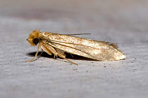 Clothes Moth up close on ground