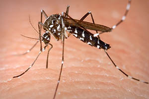 Asian Tiger Mosquito on human skin