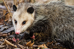 opossum up close outside