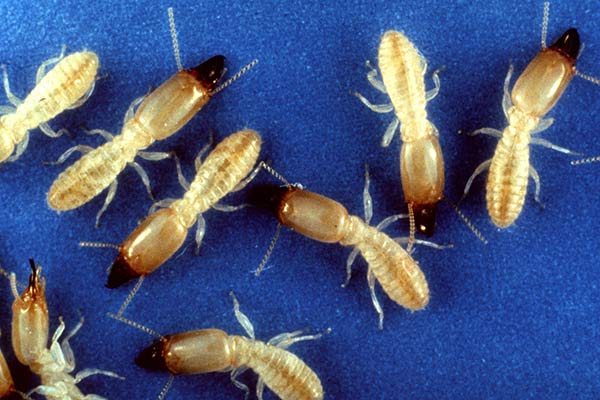 Group of Soldier Termites