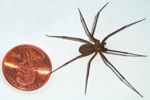 Brown Recluse Spider next to penny