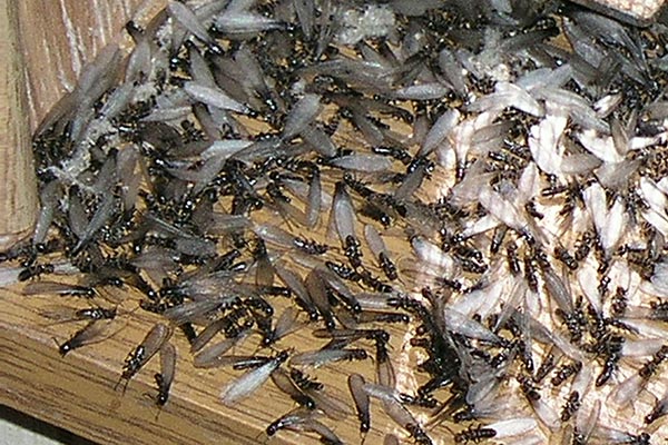 Group of swarming termites on wood