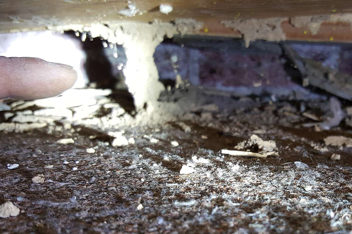 Termite Tube Under House